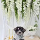 그루밍 애견미용 네이버블로그