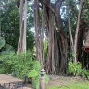 태국 치앙마이 호텔 Yaang Come Village Hotel 3박 4일 후기