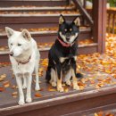 오수장례식장 이미지