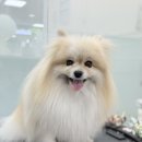 웰니스펫뷰티 이미지