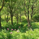 중앙메디칼보청기 이미지