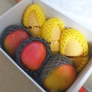 더나은파트너스 | [더나은후르츠 선물받은후기] 망고3개 + 애플망고 3개