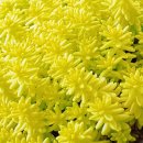 은설농장 | # 반려 식물 _ 미니 농장 황금 세덤 구입 후 번식 키우는 방법 후기 기록 일지