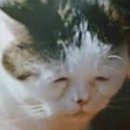 웨이주짓수