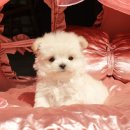 퍼피로운 이미지