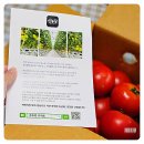 윤의열 농장 | 윤농장 찰진 완숙토마토로 설탕절임 소스만들기 보관방법