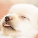 카카오 동물병원 이미지