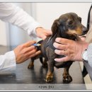 무안동물병원 이미지