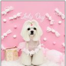 꼼꼼 애견미용실 | 친절하고 꼼꼼한 안양동애견미용 쁘띠아몽 애견미용실 방문 후기