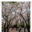 울산 학선공원 봄꽃 풍경 이미지