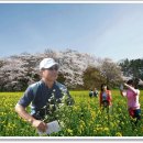 [경주 왕벚꽃 축제] 이미지