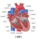 💢 심장을 염통(소금통) 💢 이미지
