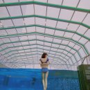 회원동287 | 앰버서더 서울 풀만 호텔" 베리어-프리룸 숙박 후기/수영장 어반이스케이프 인생샷/더 킹스 뷔페 이용