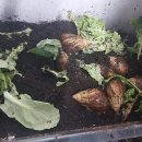 금식농장 이미지