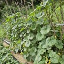 통골농장 이미지