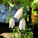 연자방아 이미지