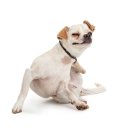 에스비 바이오팜 이미지