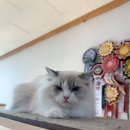 힐링캐터리 | 랙돌 분양가부터 한살 성묘 입양 일주일 후기 :: 쫄보가 3일 만에 배 까는 개냥이 된 비결