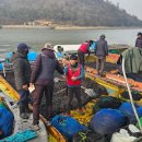 르포] “입찰하세요” 경매사 외침에도 주인 못찾은 물김… 찬 바람 부는 신안 송공항 이미지