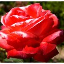 배산체육공원 이미지