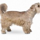 스포팅(SPORTING) 이미지