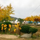 신경섭가옥 공중화장실 | 충청남도 보령 가볼만한곳 은행나무 명소 보령 청라 은행마을 축제 신경섭 가옥