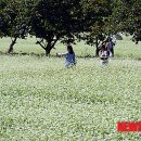 제7회 하동북천코스모스메밀꽃축제 뉴시스