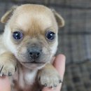 도그블랑 이미지