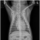 보담동물의료센터 이미지