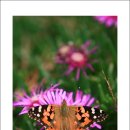 태안나비 이미지