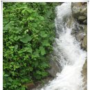 무등산버섯 이미지