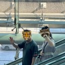 231 | 하와이 신혼여행 비행기 후기｜아시아나 OZ232 OZ231 솔직 후기 (호놀룰루 직항)