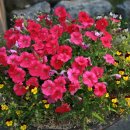 곤지암초등학교 이미지