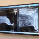 마린숲 동물병원 이미지