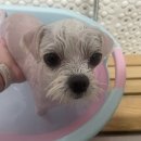 댕이발소 이미지