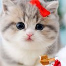 수원고양이분양 고사남 본점 이미지