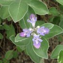 숨비소리 이미지