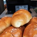 소노펠리체 델피노 이미지