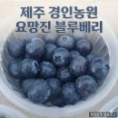 요망진 | [내돈내산] 아침 루틴을 바꾸는 탱글함, 제주 경인농원 요망진블루베리 솔직후기