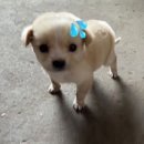 (주)동방떡집 | 특기 : 일 벌리기