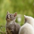 혁신종합세탁 | 인기 고양이 장난감 BEST 5 리뷰! (직접 사용 후기)