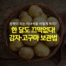 🥔한 달도 끄덕없는 감자 보관법🥔 이미지