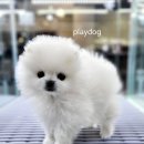 플레이독 파주본점 이미지