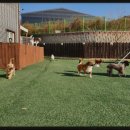 덕분에 행복하개 이미지