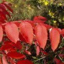 망연히 바라보던 가을의 붉나무 단풍.............(풍) 이미지