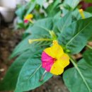 분꽃농장 | 6월-2