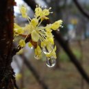 산수유,산수유나무 (Cornus officinalis) 이미지