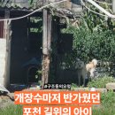 개장수마저 반가웠던 포천 길위의 봉선이 구조동의를 구합니다 이미지