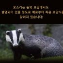오소리 쇼핑