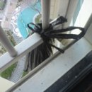 [네이트톡톡]남친 방 베란다에서 큰 일 본 사건 이미지